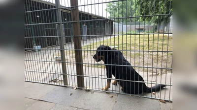 Rocky, der achtjährige Rottweiler-Rüde ist seit vielen Jahren im Tierheim Stadthagen. Gerade für solche Rassen ist eine Vermittlung sehr schwierig. (Foto: cm)