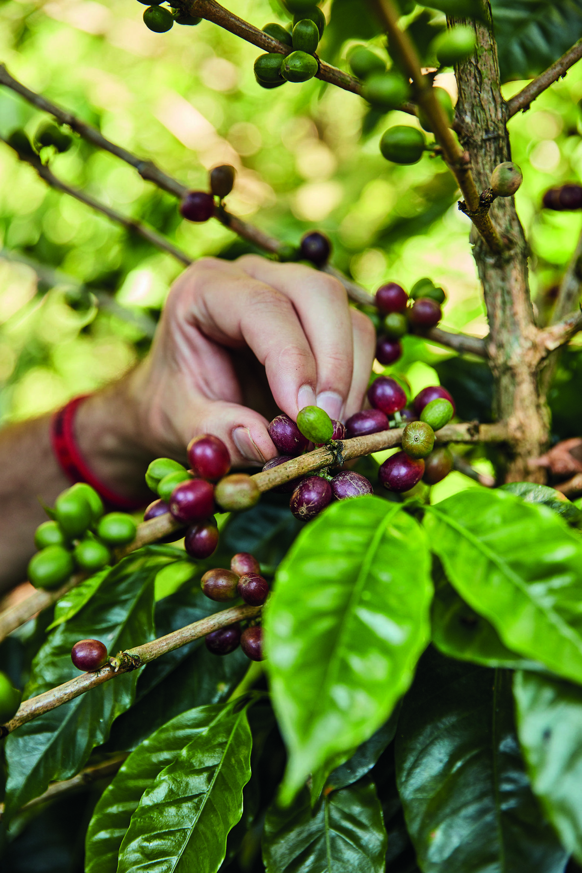 Kaffeeernte ist Handarbeit, denn schon wenige unreife Bohnen können den Geschmack des Kaffees beeinträchtigen. 