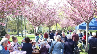 Das Kirschblütenfest wird wegen des Wetters um einen Tag verlegt, es findet nun am Sonnabend ab 14.30 Uhr statt.  (Foto: bb)