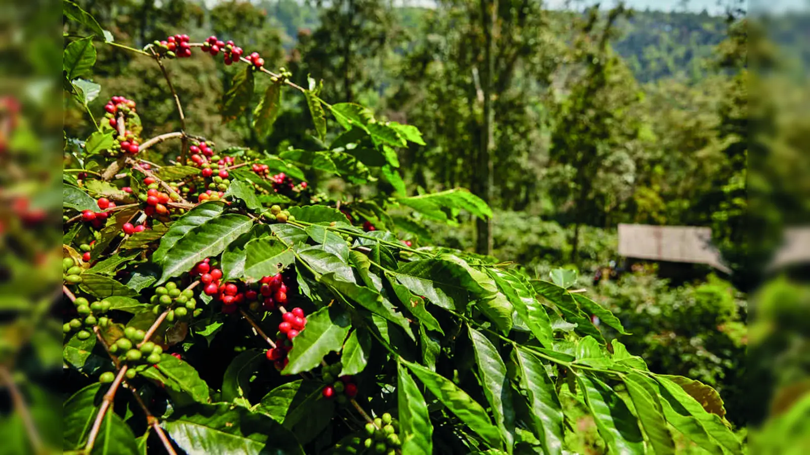 Die Kaffeepflanze ist äußerst sensibel und der richtige Umgang mit ihr ist entscheidend für das Qualitätsergebnis.
