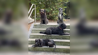 Jordi, Leo, Motte und Merlin. Hunde mit Qualzuchtmerkmalen? (Foto: privat)