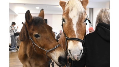 Pony Salami und Wega mit Nele Plaßmeier. (Foto: nd)