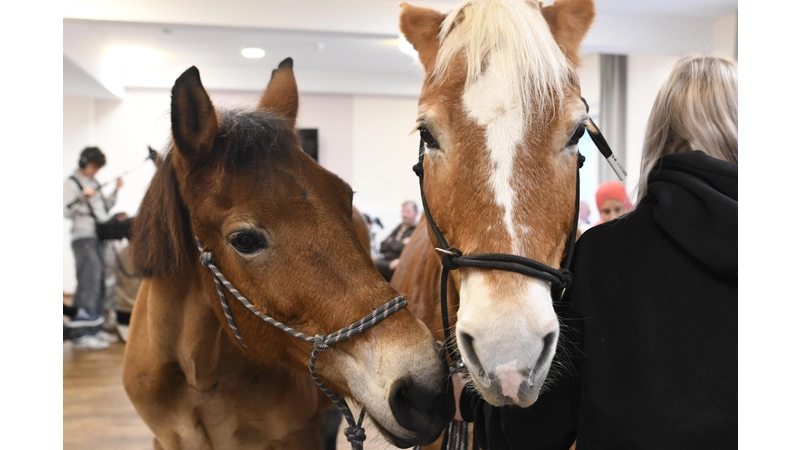 Pony Salami und Wega mit Nele Plaßmeier. (Foto: nd)