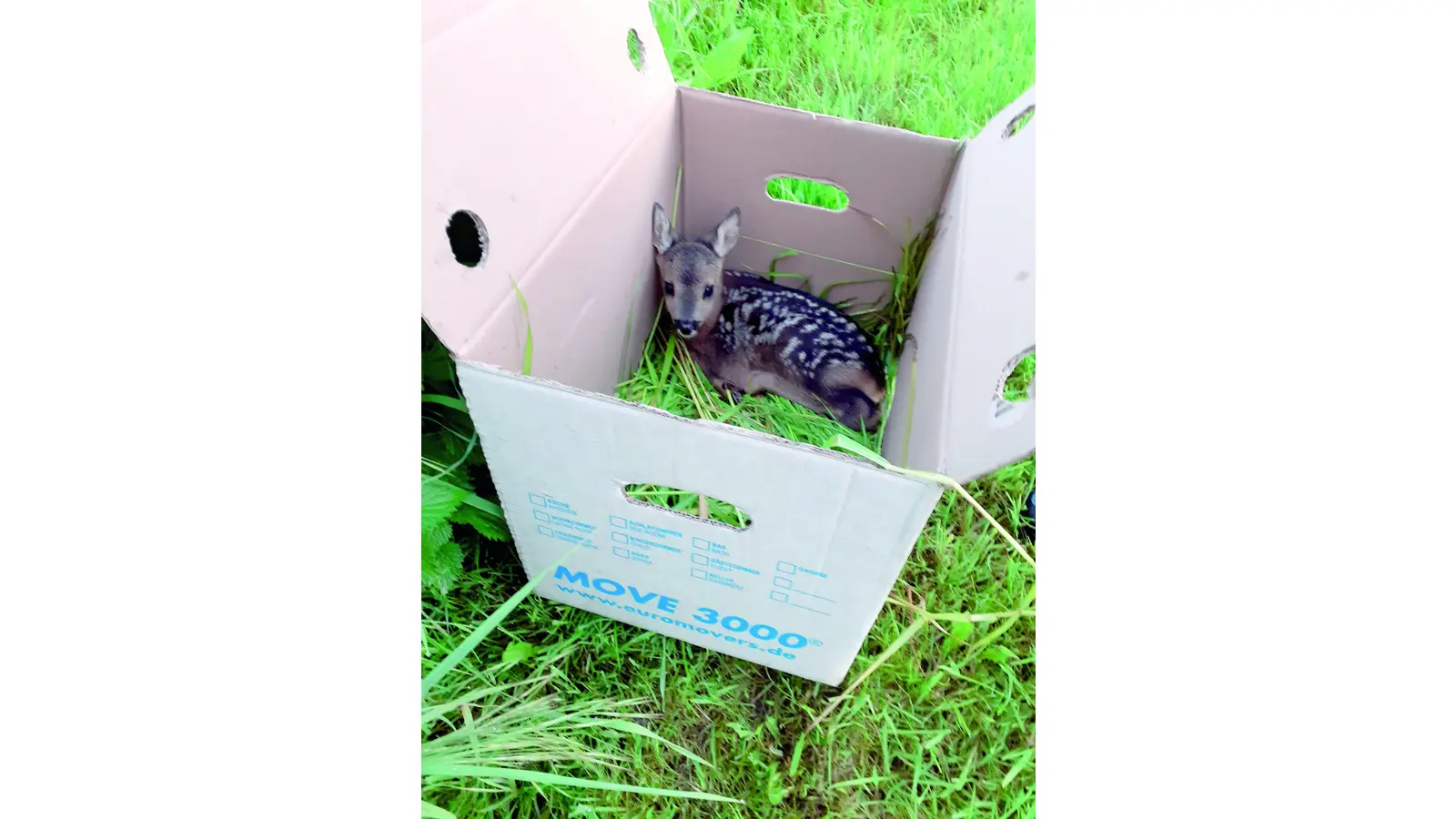 170 Kitze vor dem Mähbalken bewahrt (Foto: bb)