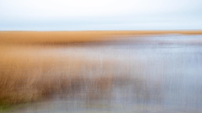 Ein Bild der Ausstellung: Küstengräser von Michael Becker. (Foto: privat)