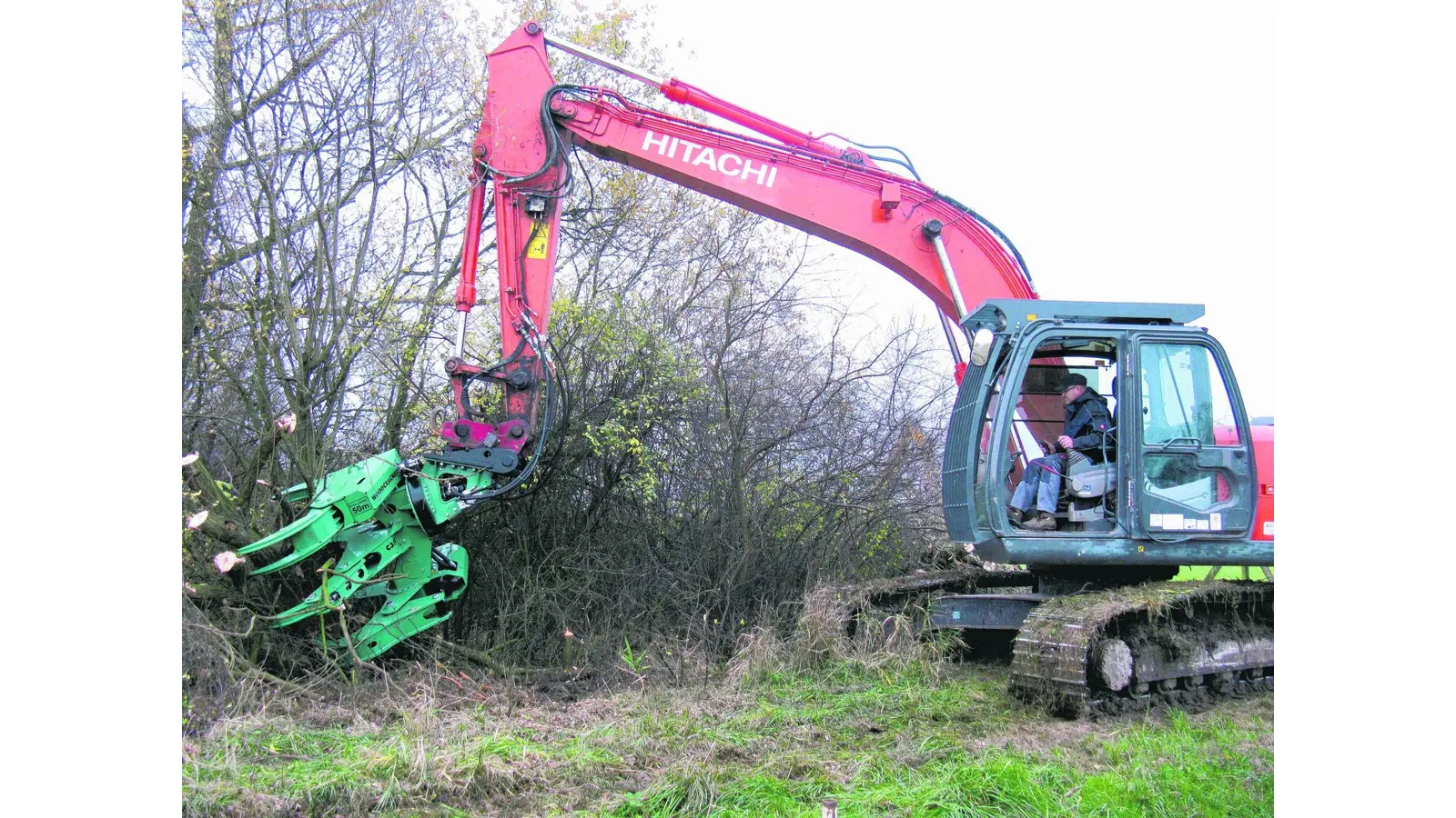 Unterschiedliche Hölzer müssen bei der richtigen Heckenpflege unterschiedlich bearbeitet werden (Foto: ha)