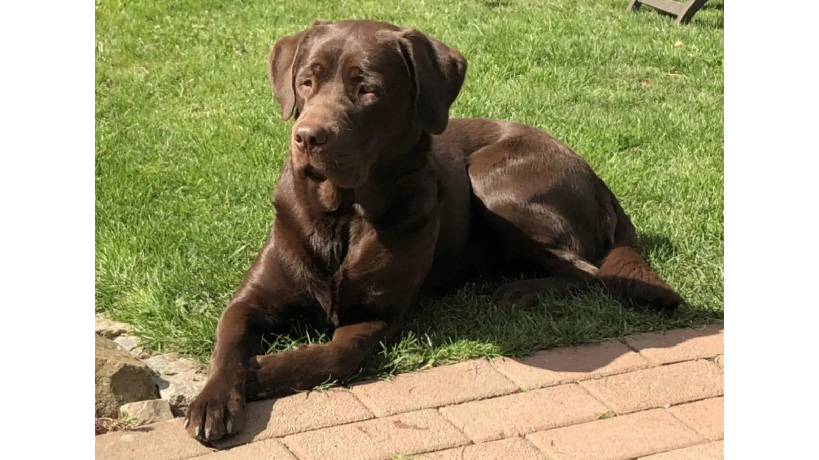 Hund frisst vergiftetes Tierfutter (Foto: bb)