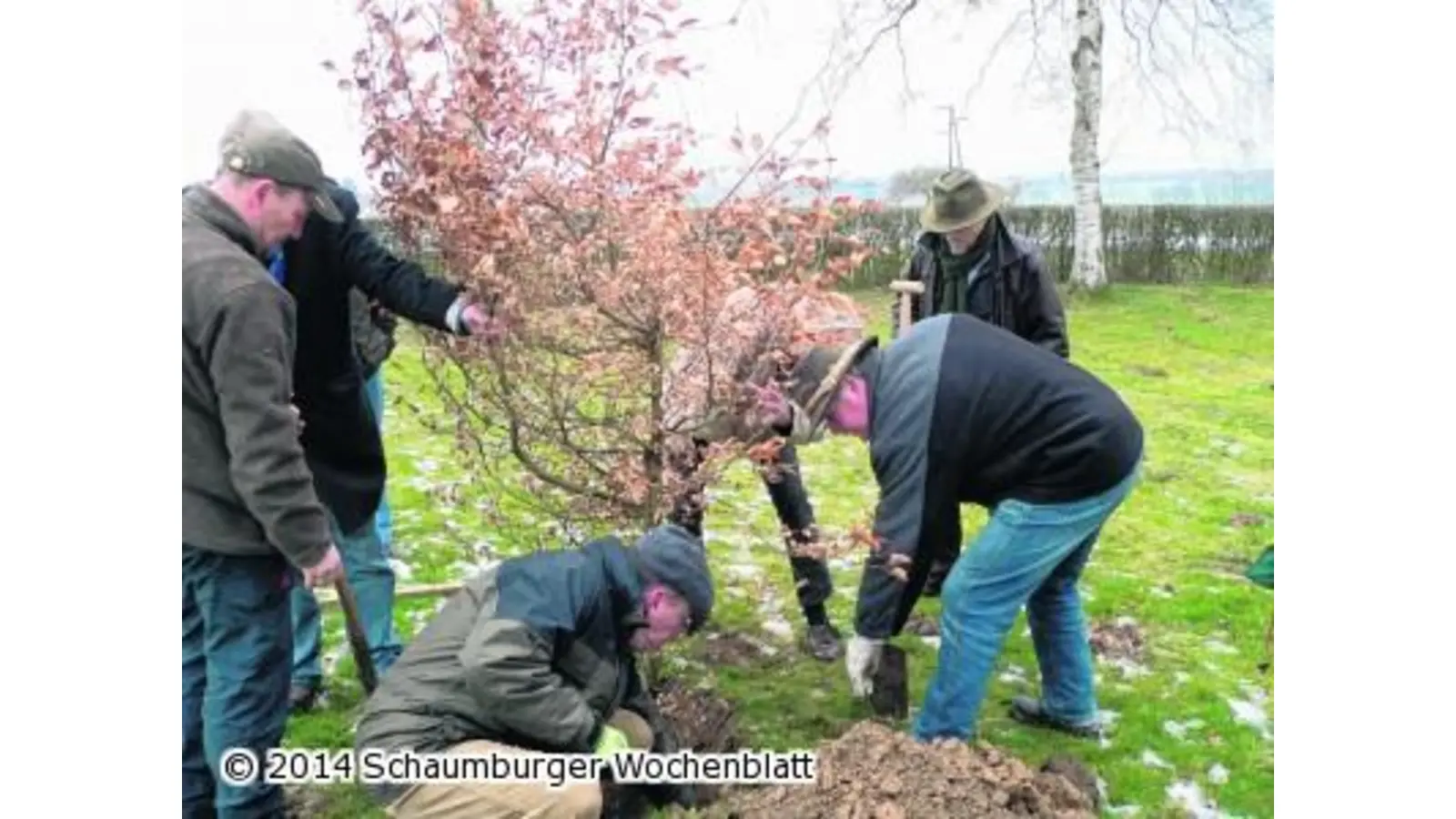 Junge Süntelbuche hat den Anfang gemacht (Foto: al)