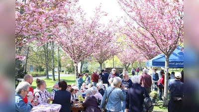 Erstmals seit 2019 laden Verkehrs- und Gartenbauverein wieder zum Kirschblütenfest. Am heutigen Sonnabend wird unterm Blütendach der gesellige Austausch gepflegt. (Foto: Borchers, Bastian)