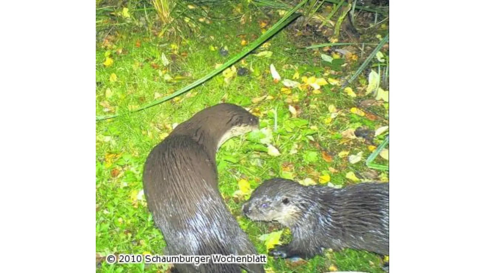 Die tierische Sensation ist perfekt (Foto: ste)