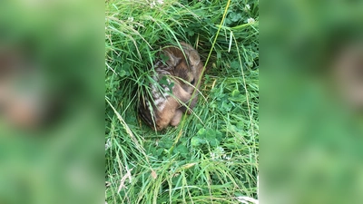 Rehkitze verstecken sich instinktiv im hohen Gras, damit sie nicht von Raubtieren entdeckt werden. So werden sie leider auch beim Mähen oftmals übersehen.  (Foto: cm)