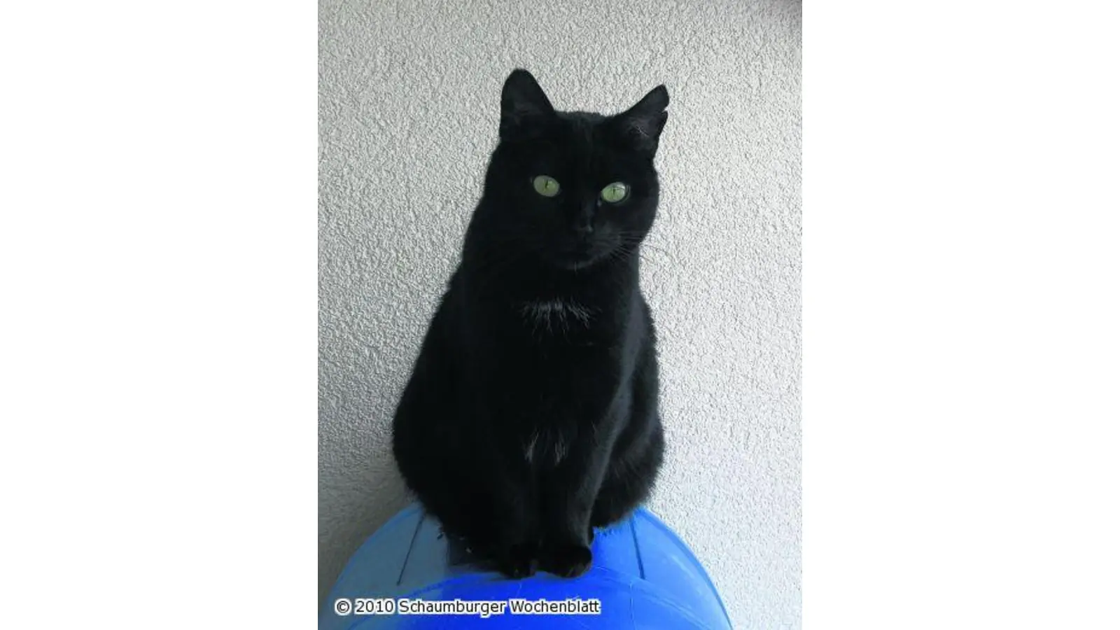 Kuschelkatze mit Eigensinn (Foto: pd)