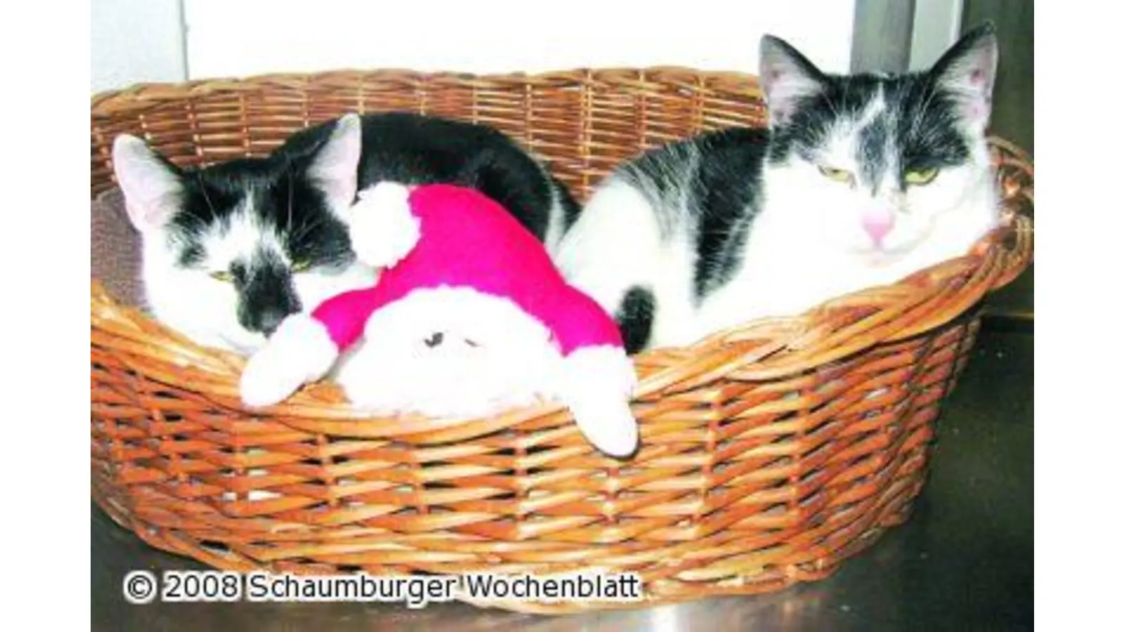 Lori und Linda kuscheln mit dem Weihnachtsmann (Foto: wtz)