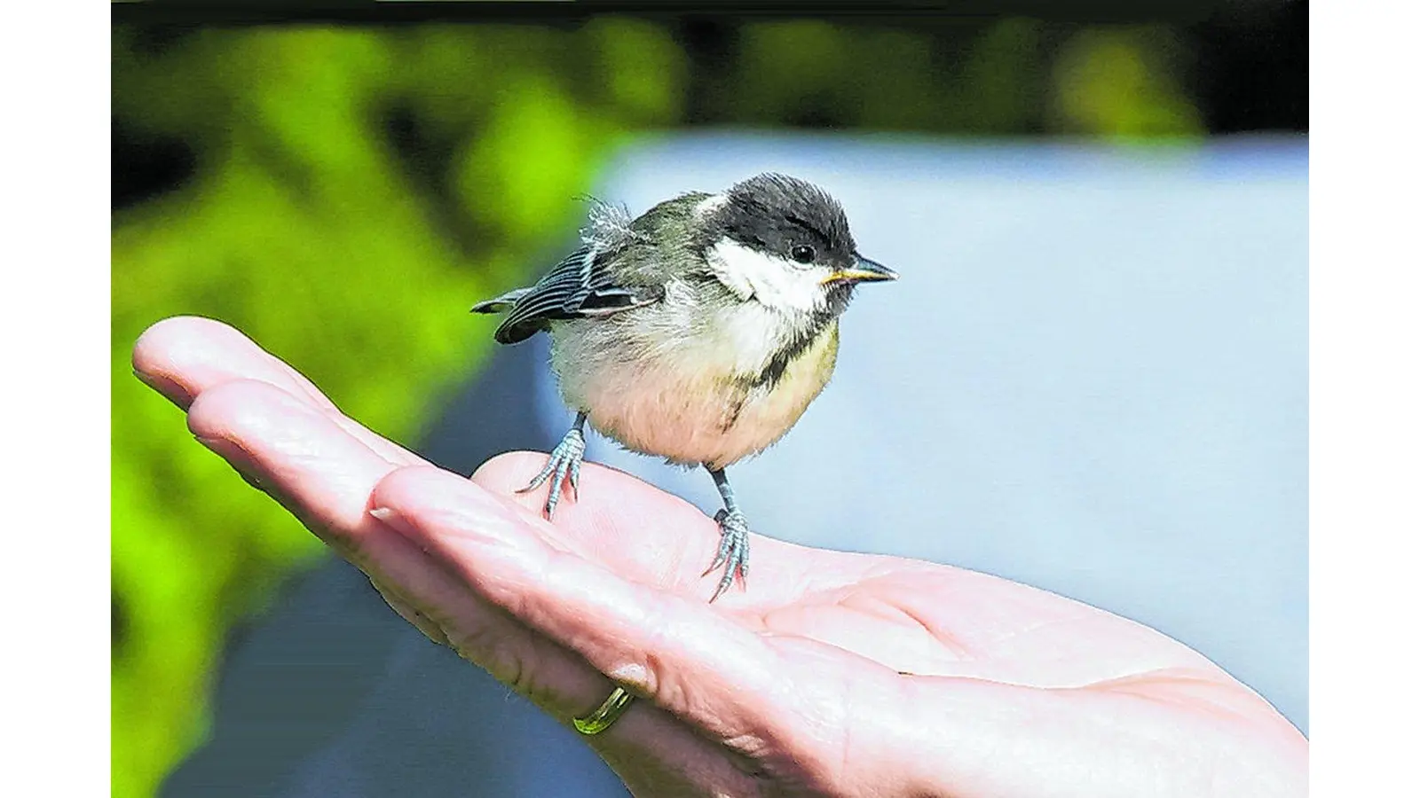 Über den Menschen und die Schöpfung (Foto: ste)
