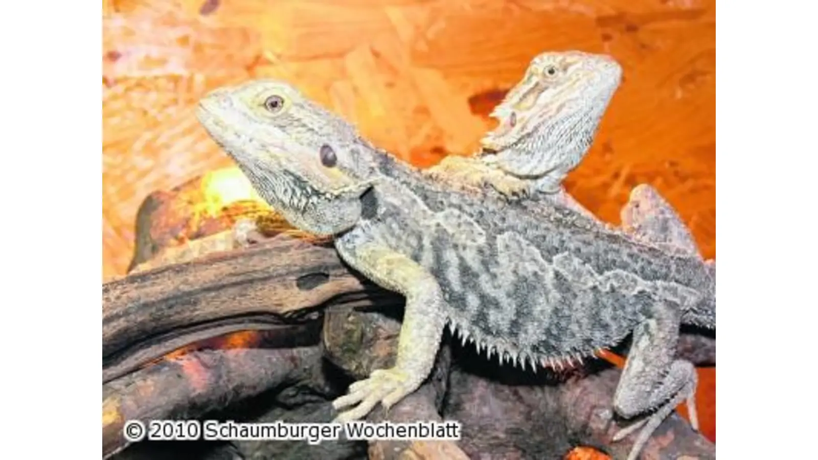 Tierpatenschaft als sinnvolle Alternative (Foto: red)