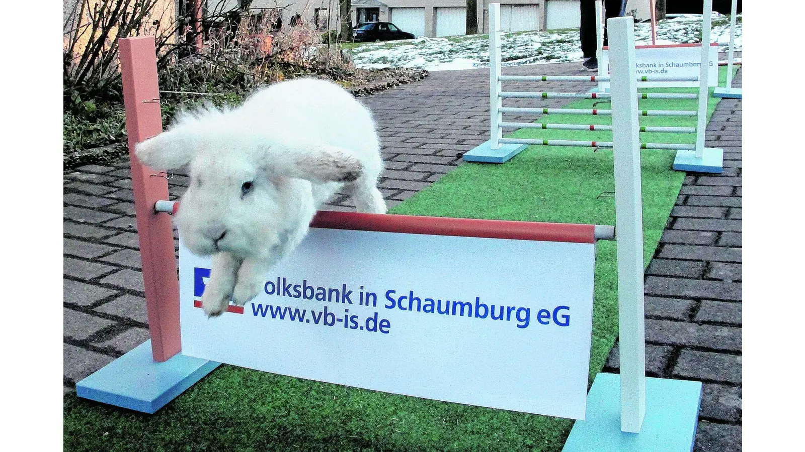 Ein echt guter Kanin-Hopper (Foto: red)