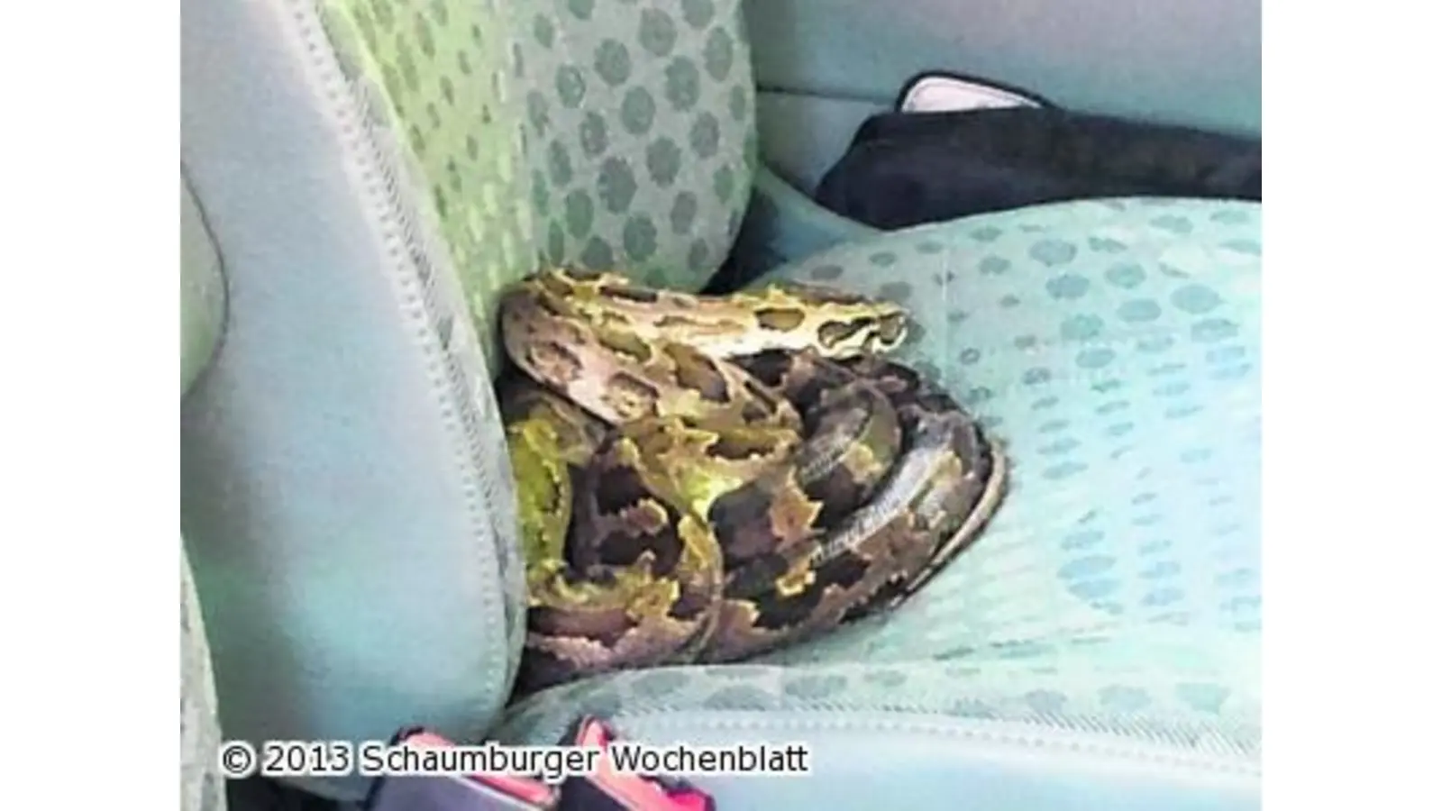 Schlange besetzt Fahrzeug (Foto: red)