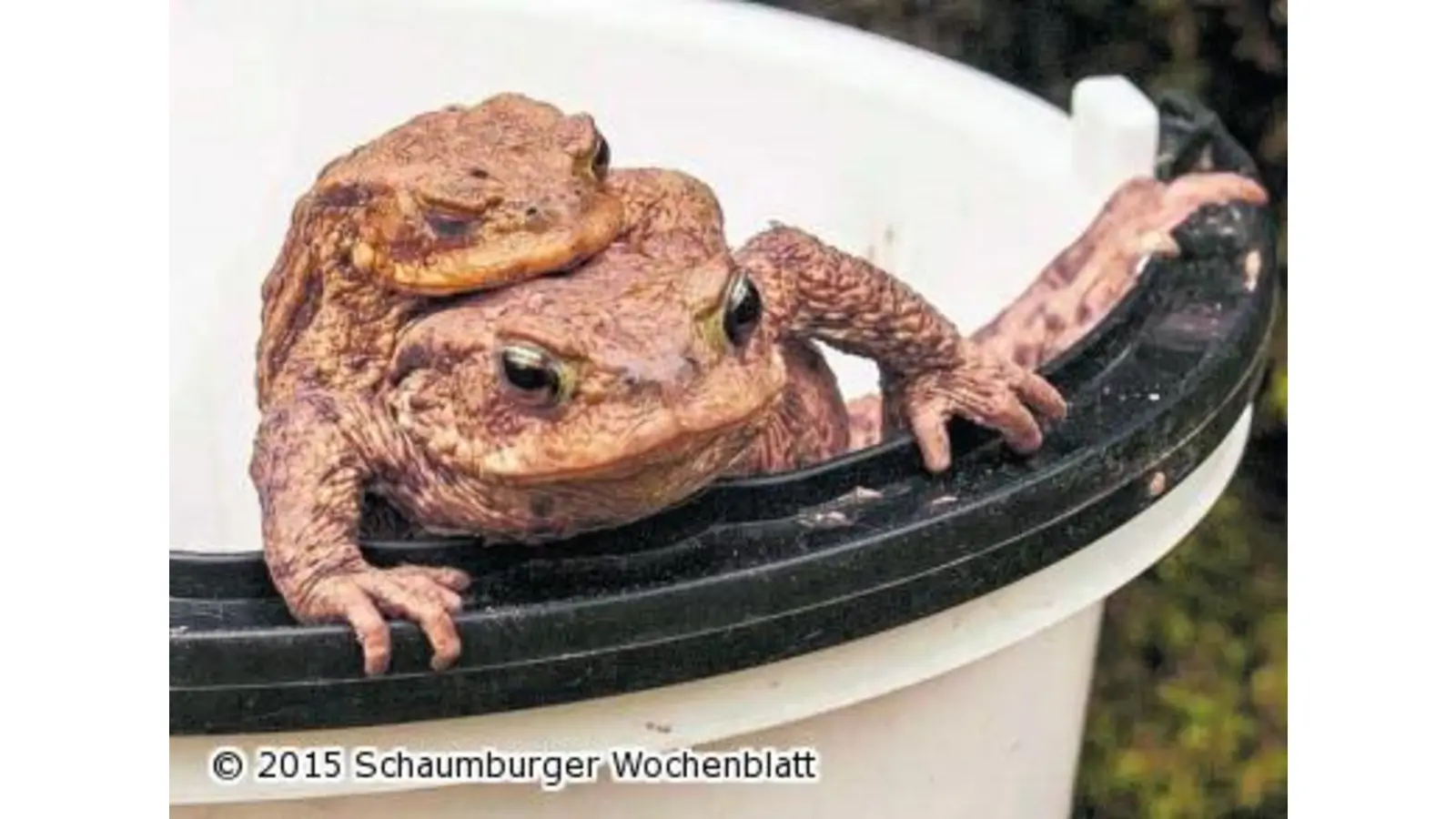 Sieben Wochen Krötenwanderung (Foto: ste)