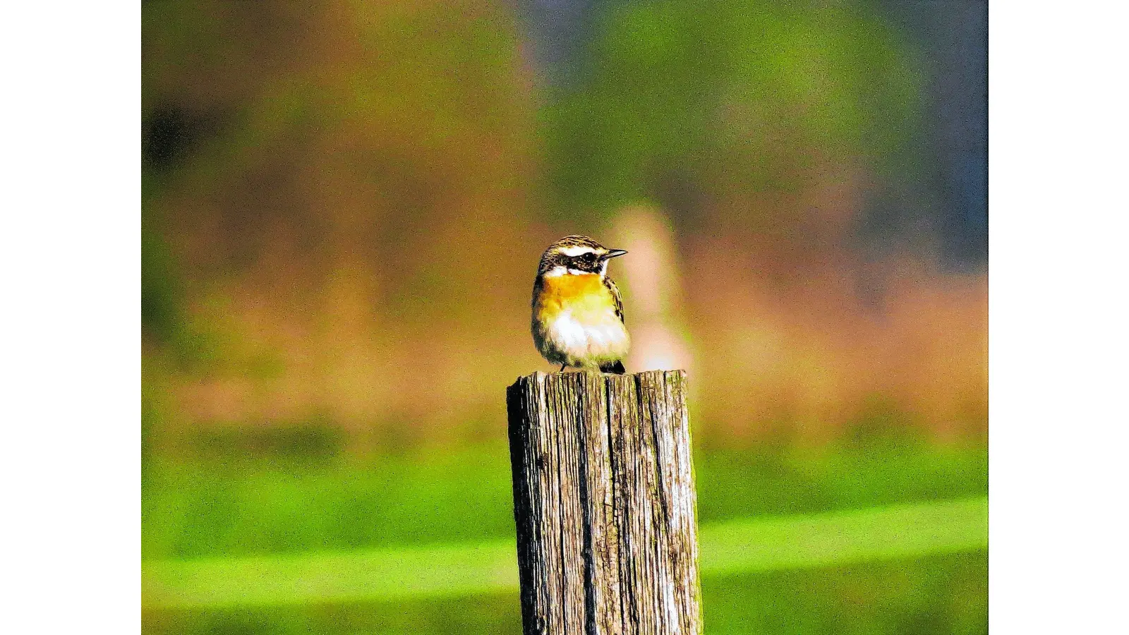 Frühling in der Bückeburger Niederung (Foto: nh)