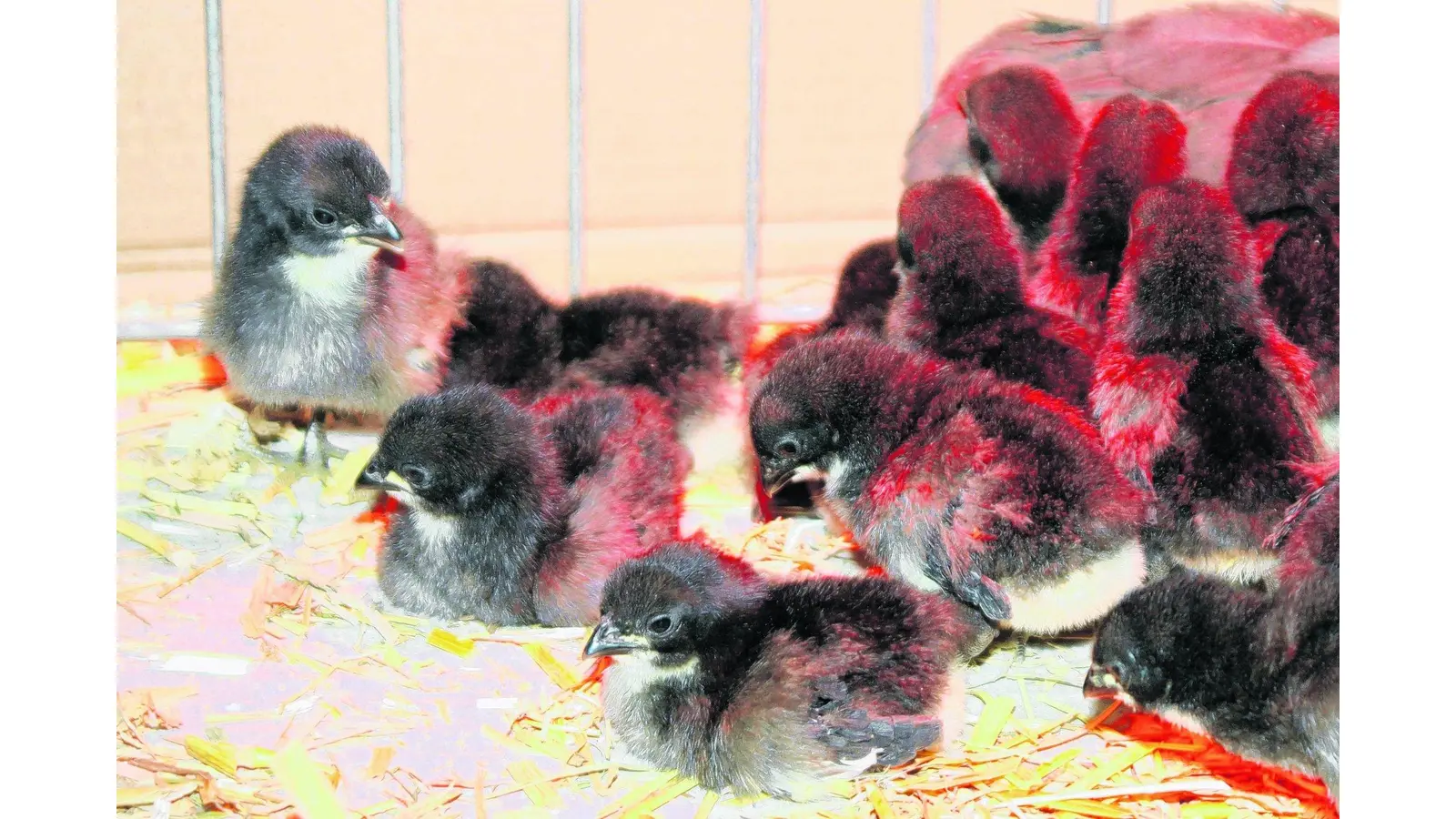 Ausflug in die Welt des Rassegeflügels (Foto: bb)