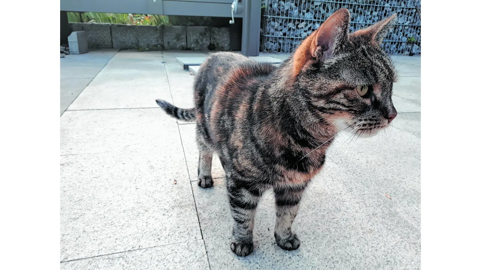 Zwei Freunde werden zu tierischen Alltagshelden (Foto: jl)