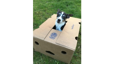 Schicken Sie uns Bilder ihres Hundes.  (Foto: nd)
