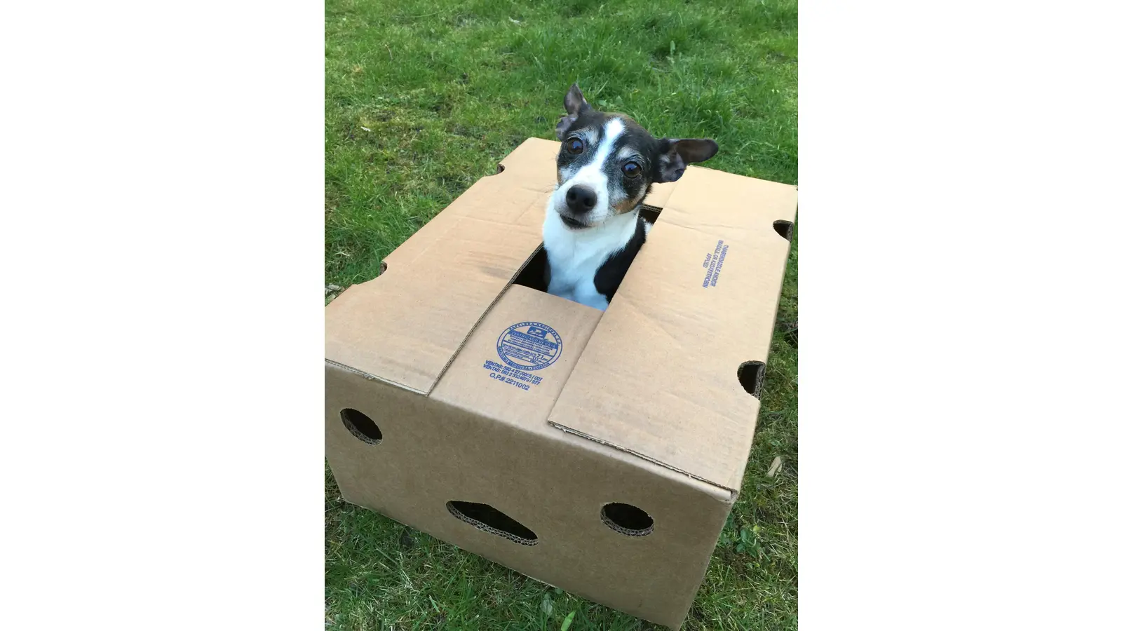 Schicken Sie uns Bilder ihres Hundes.  (Foto: nd)
