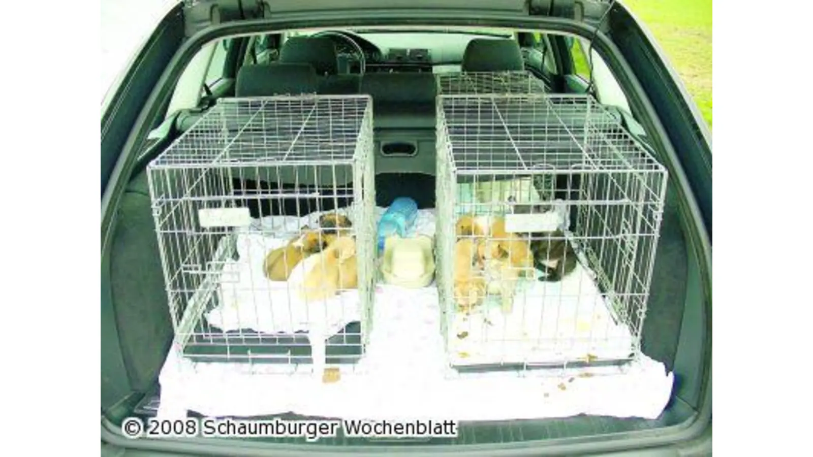 Zwei Schachteln Zigaretten und eine unbestimmte Zahl Hunde (Foto: red)
