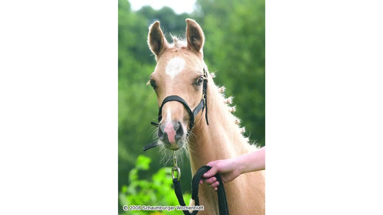 Fohlenchampionat für Deutsche Reitponys (Foto: red)