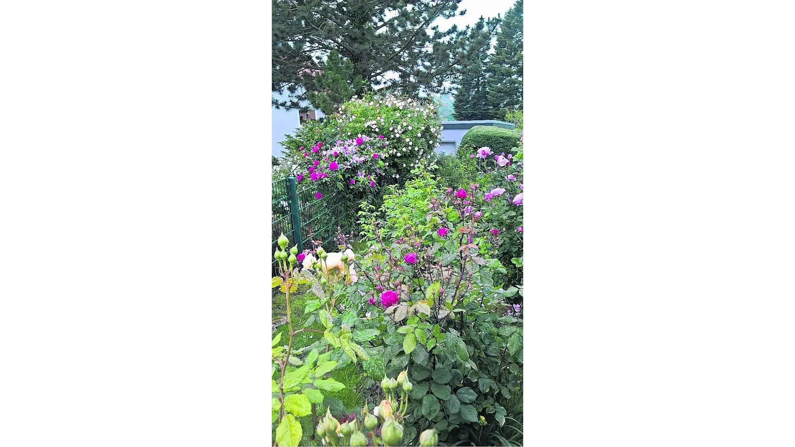 Gartenparadiese 2017 (Foto: lz)