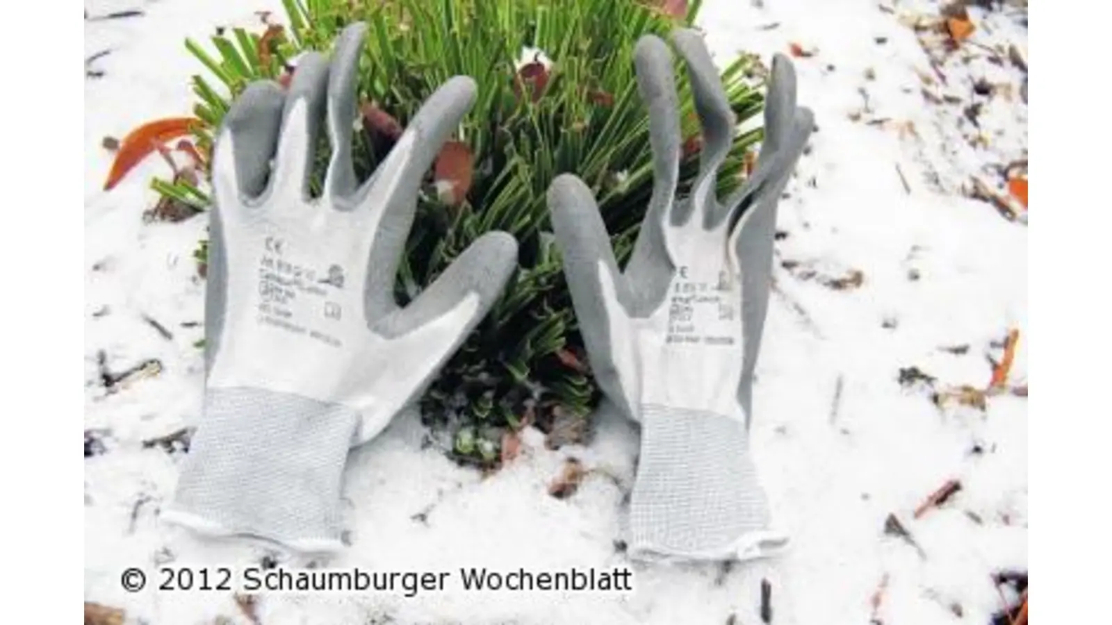 Frust beim Frost (Foto: ste)