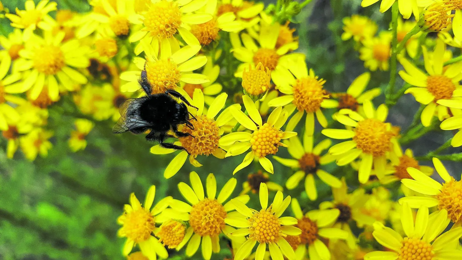 Jakobskreuzkraut wird zum Problemfall (Foto: red)