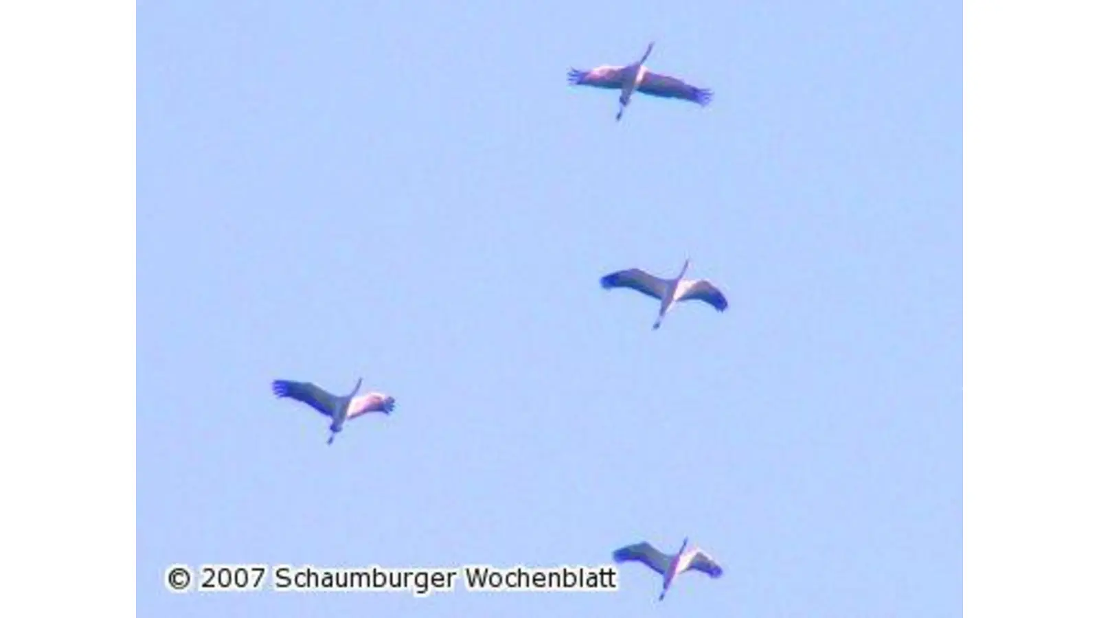 Die Kraniche ziehen jetzt in den Sommer (Foto: tt)