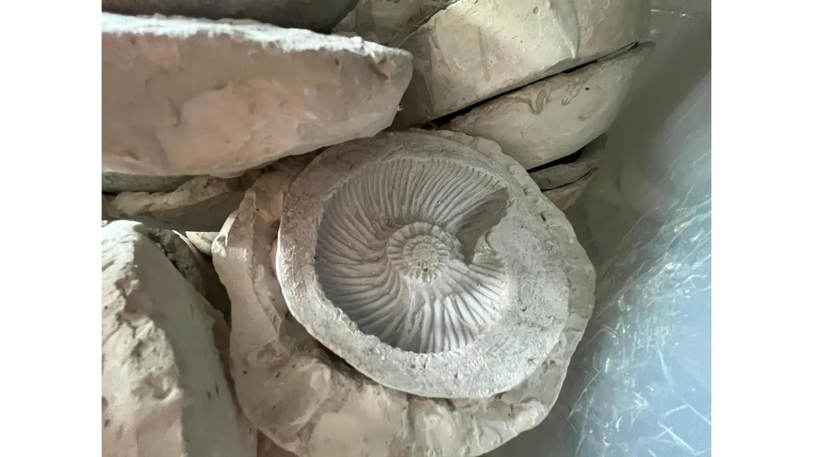 Der Gips wird nach dem Anrühren in die Ammoniten-Form gegossen. (Foto: Martin Bornemeier)