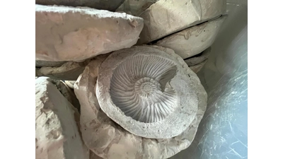 Der Gips wird nach dem Anrühren in die Ammoniten-Form gegossen. (Foto: Martin Bornemeier)