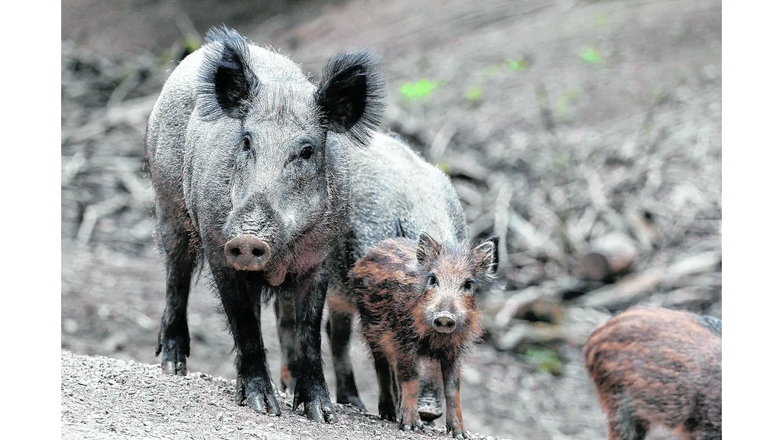 Neue Tierseuche auf dem Weg (Foto: red)