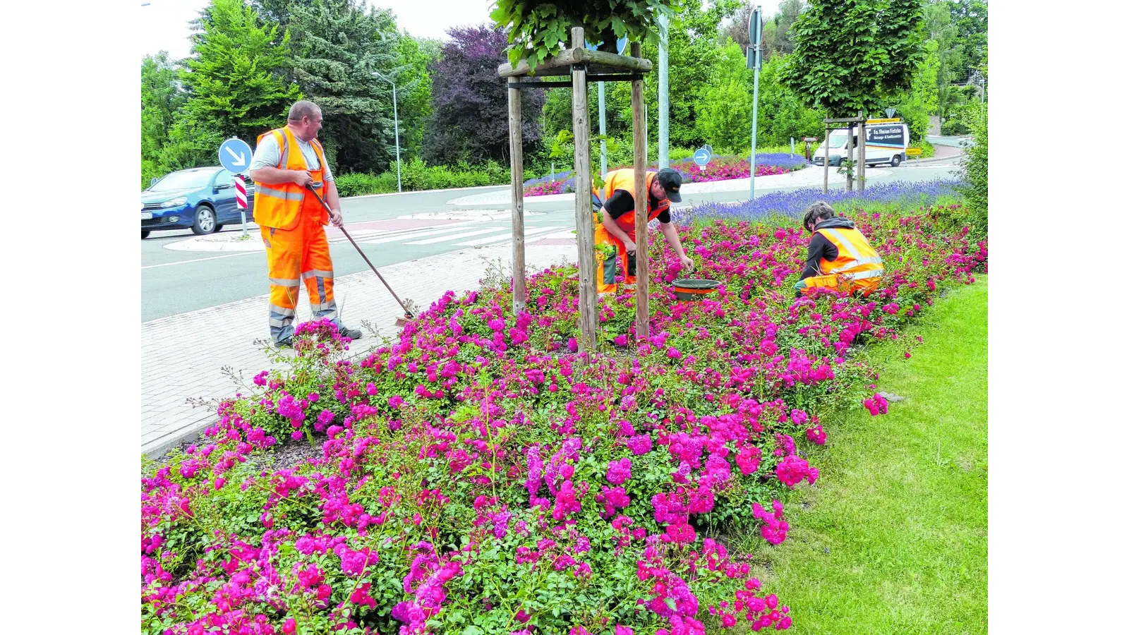Mehr Unkraut statt Kot in Blumenbeeten (Foto: red)