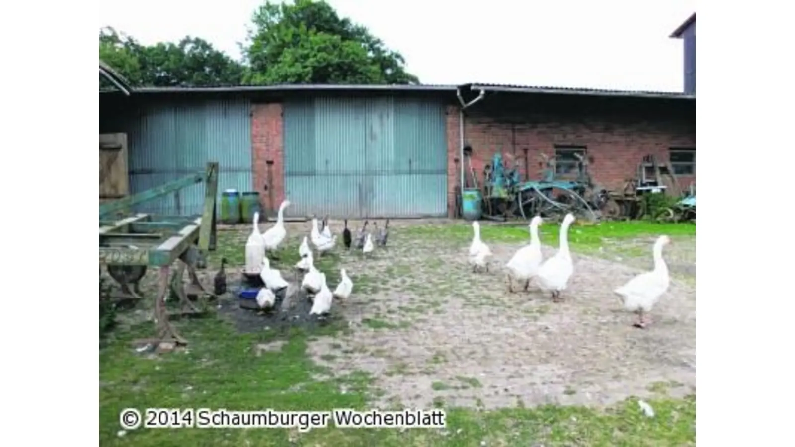 Ferienkinder entdecken einen Bio-Bauernhof (Foto: em)