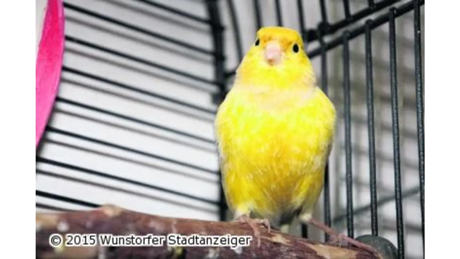 Zwei Kanarienvögel sind ausgebüchst (Foto: gi)