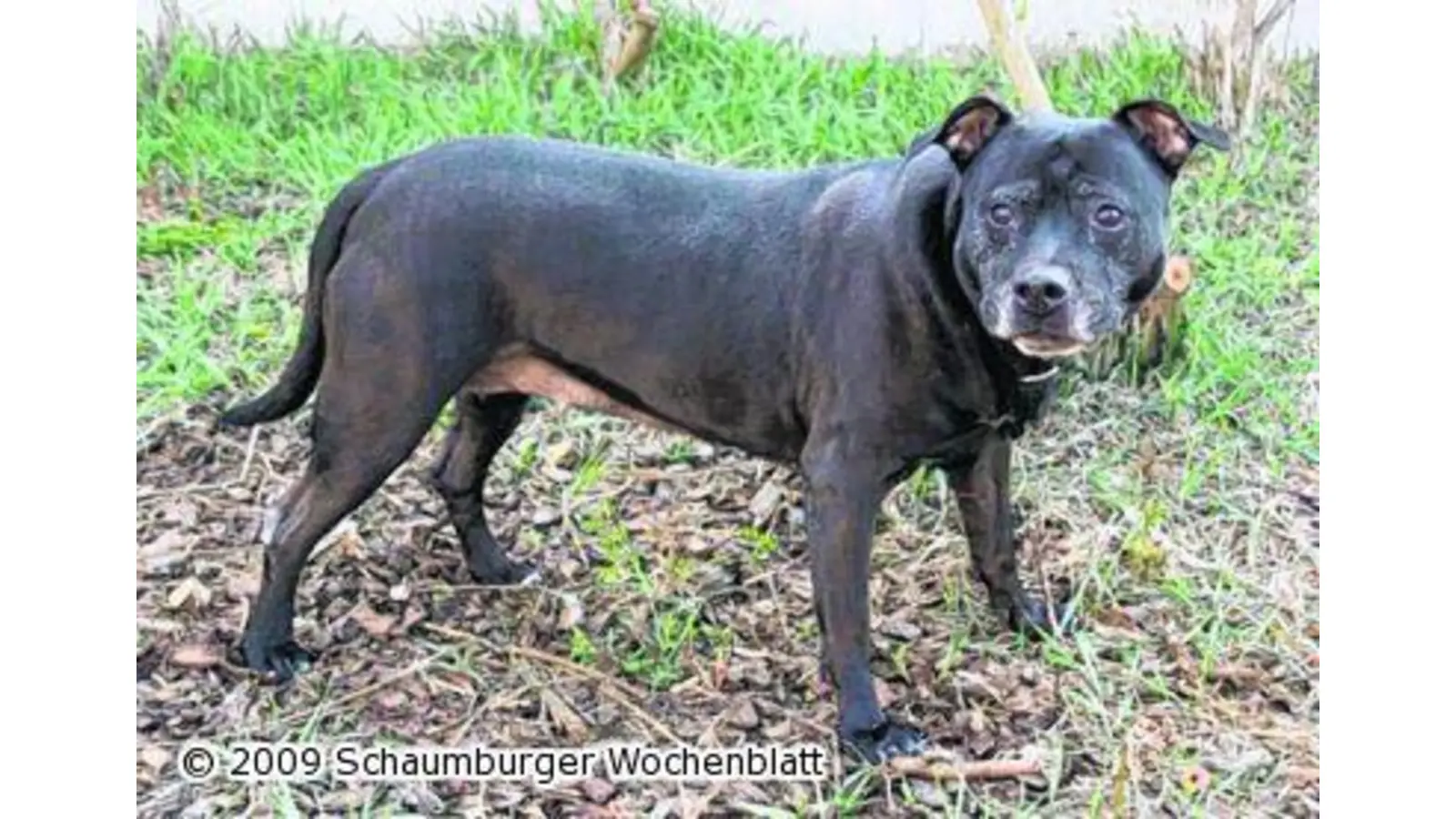 Ältere Hundedame braucht ein Zuhause (Foto: wtz)