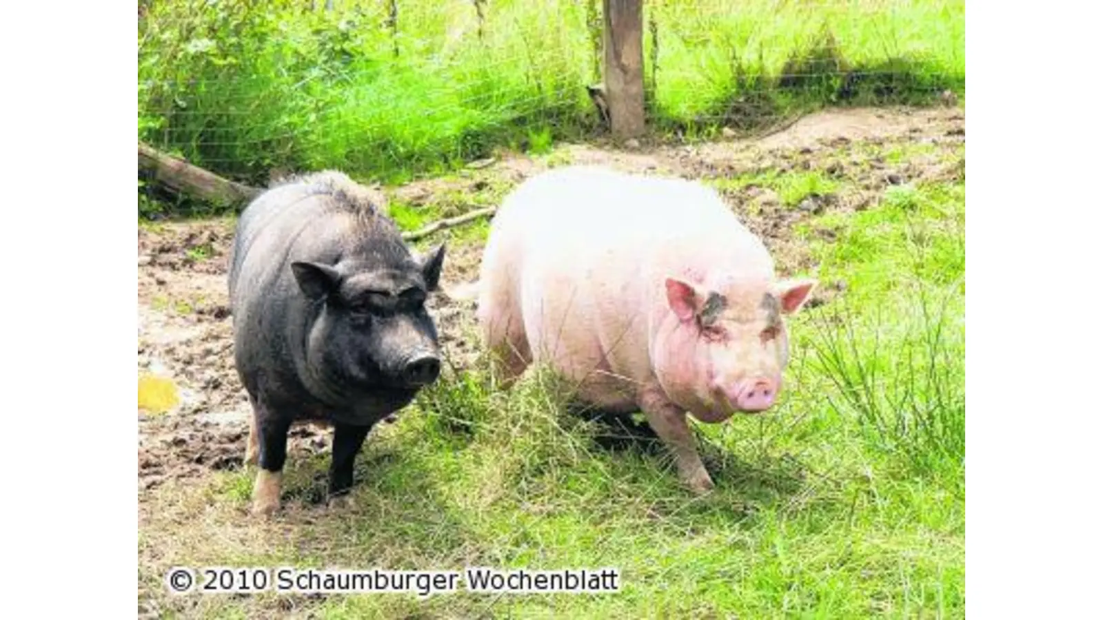 Knödel künftig ohne Schnitzel (Foto: em)