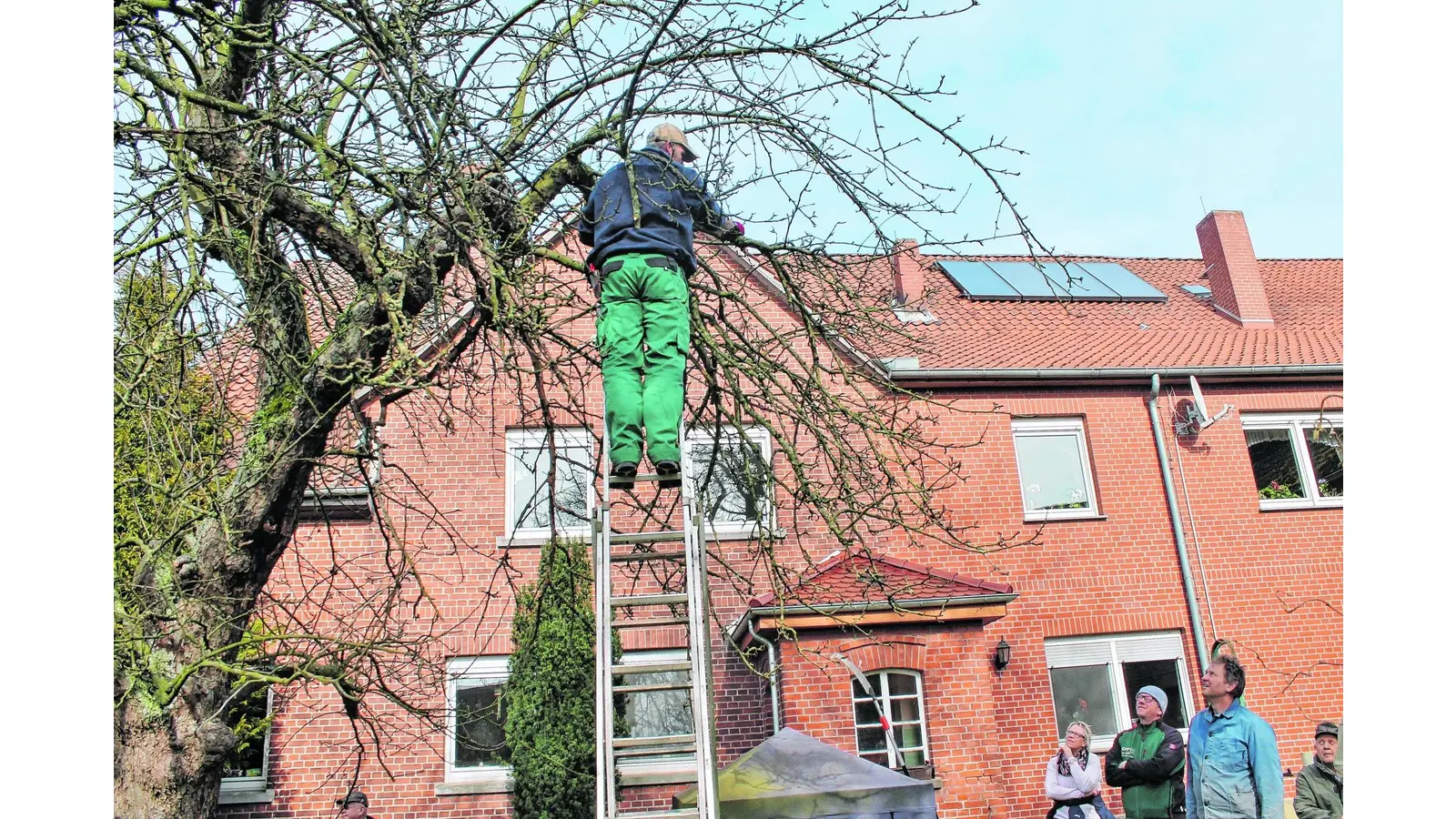 Keine Angst vor radikalen Schnitten bei Altbäumen (Foto: ste)