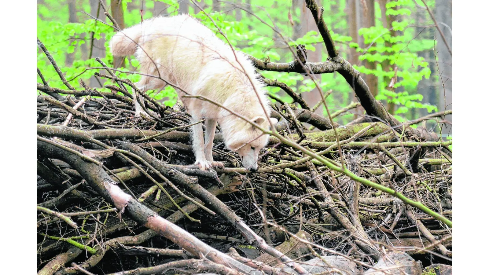 Im Wisentgehege dreht sich alles um den Wolf (Foto: red)