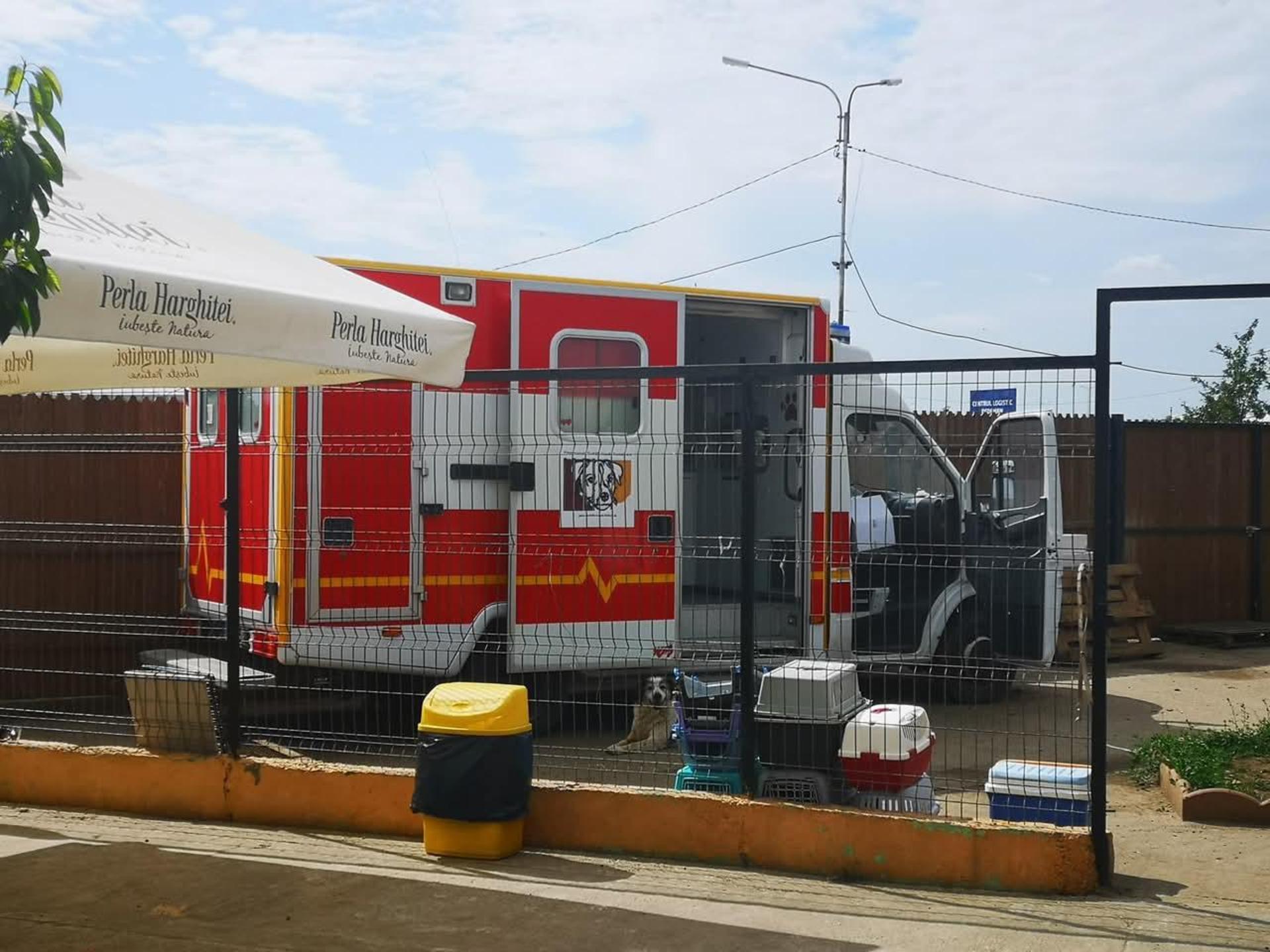 Kastrations-Aktion für streunende Hunde. (Foto: privat)