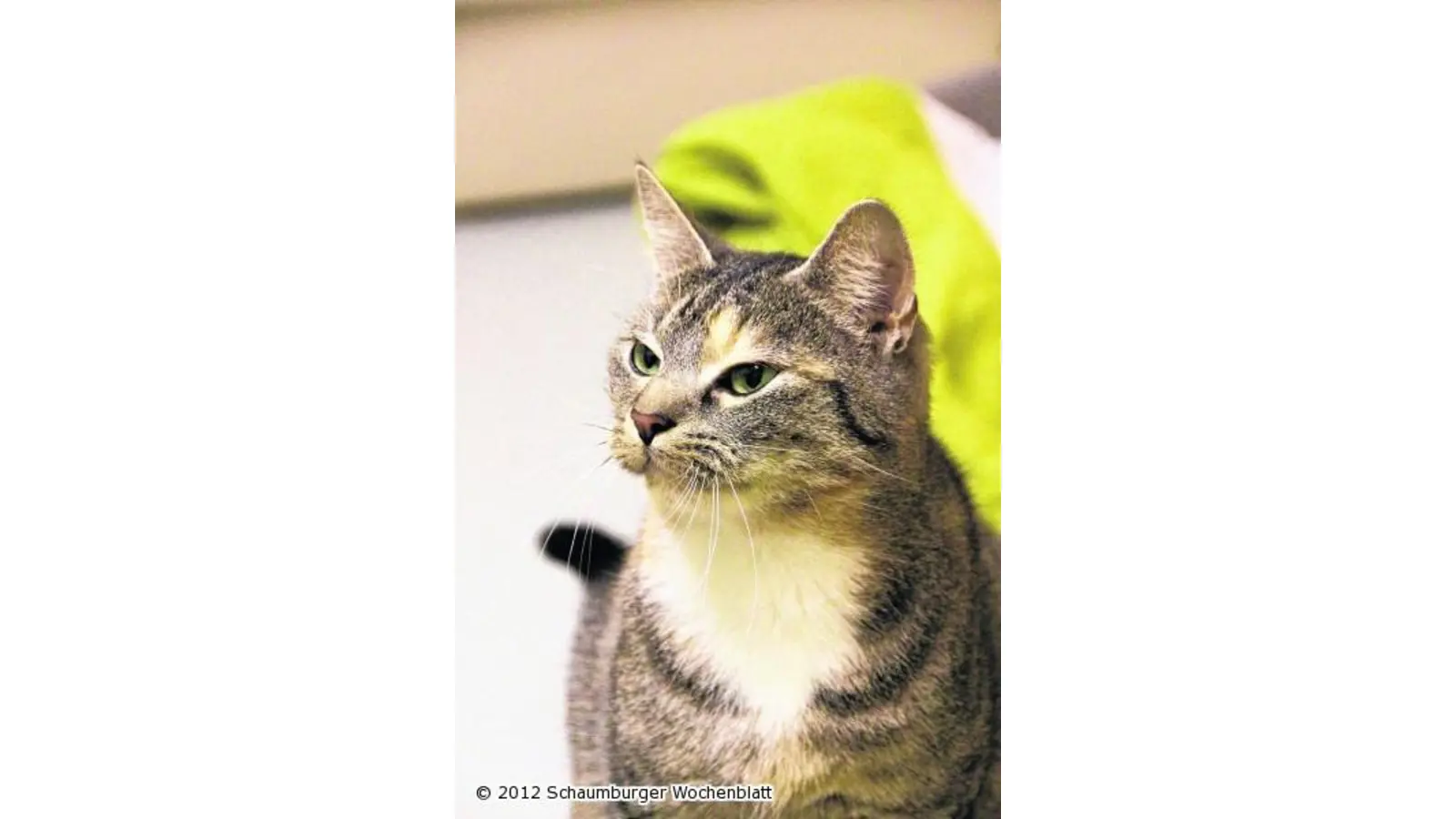 Katzenschwemme flutet weiter Tierheime (Foto: jl)