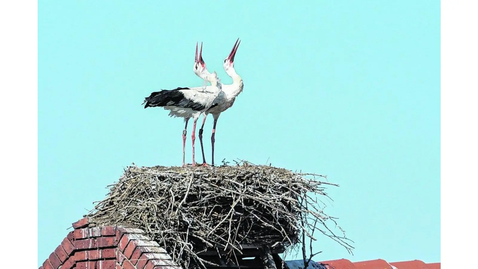 Trotz Trockenheit ein gutes Storchenjahr (Foto: mk)