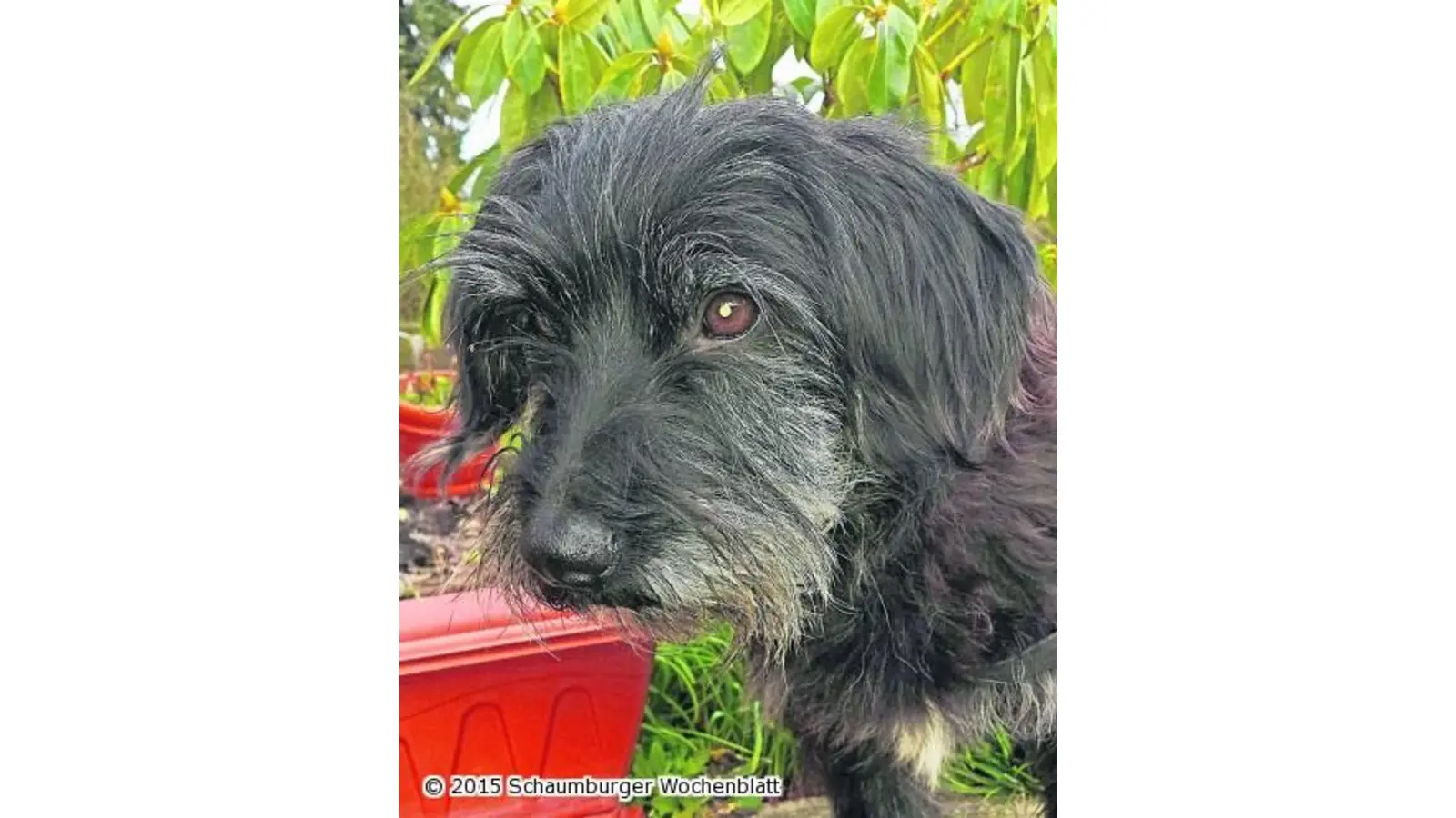 Neue Familie gesucht (Foto: mk)