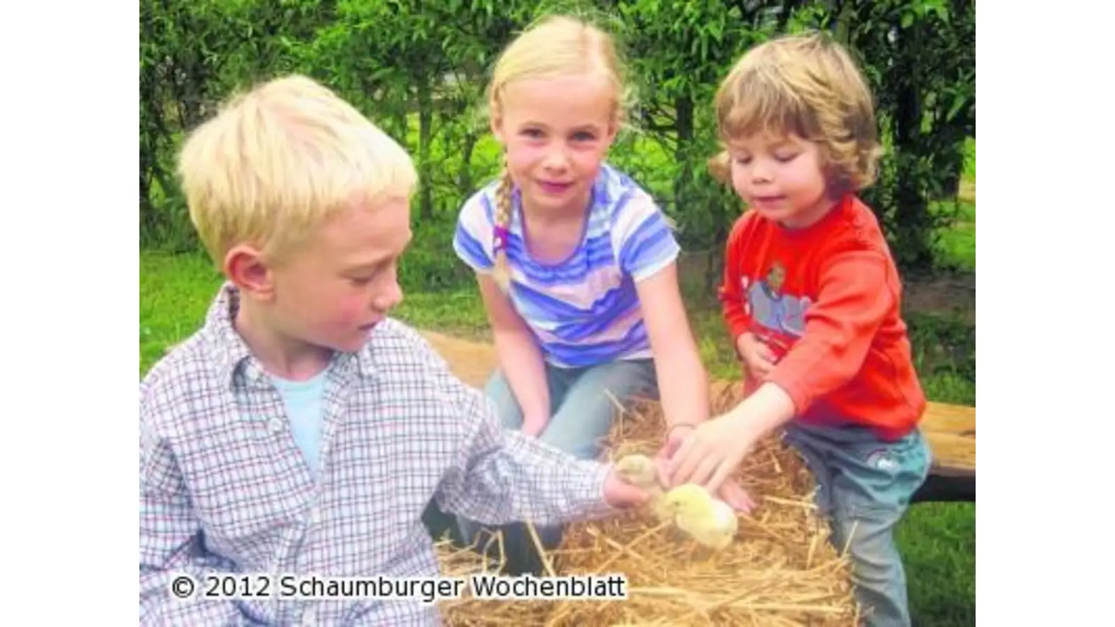 Kindergarten wird zum Hühnerstall (Foto: pd)