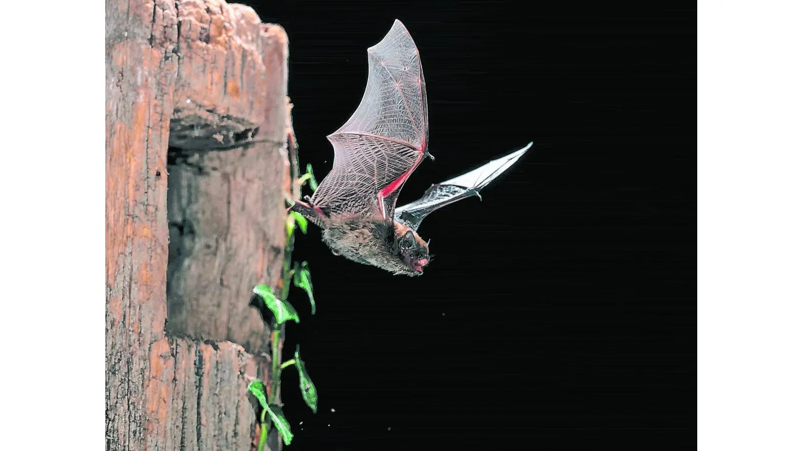 Den Fledermäusen auf der Spur (Foto: red)