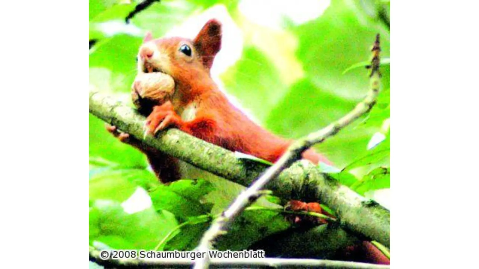 Wer hat am Zapfen gezupft (Foto: tt)